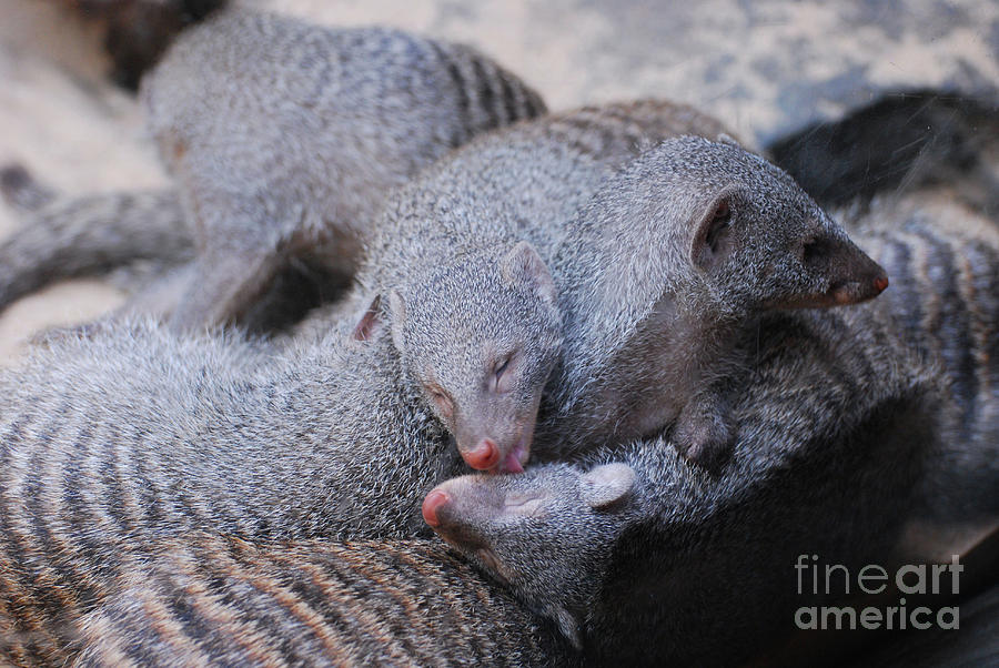 Pile of Sleepy Mongooses Photograph by DejaVu Designs