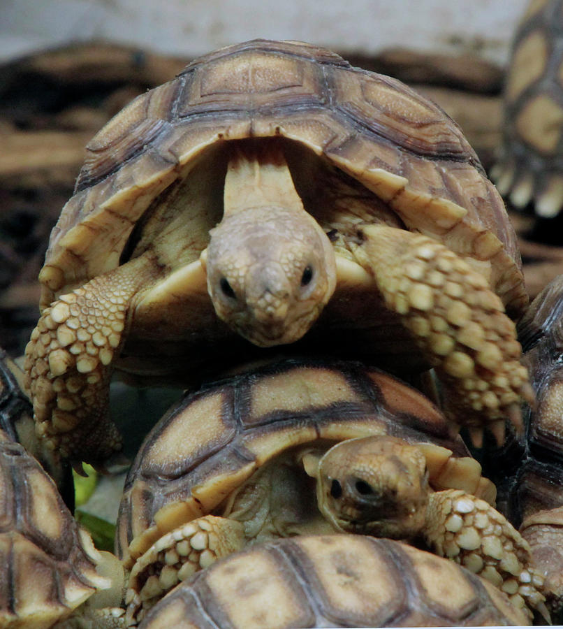 Pile Up Photograph by Pauline Darrow - Fine Art America