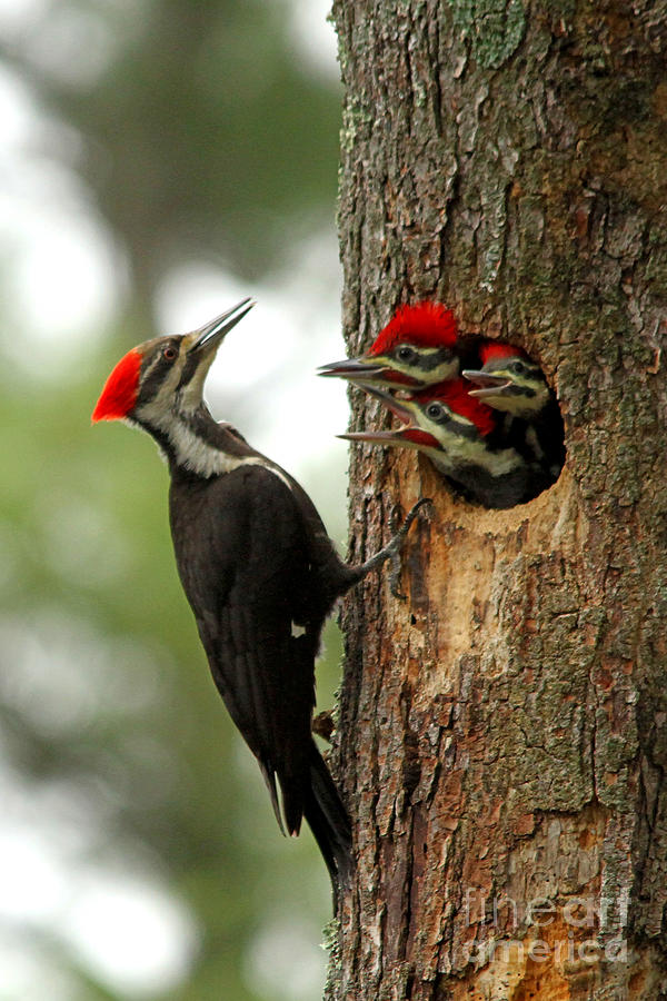 Woodpecker Photograph - Pileated #23 by James F Towne