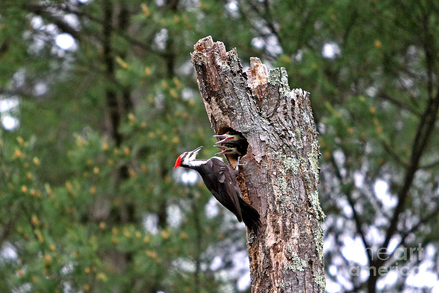 Woodpecker Photograph - Pileated #24 by James F Towne Woodpecker Photograph - Pileated #24 by James F Towne