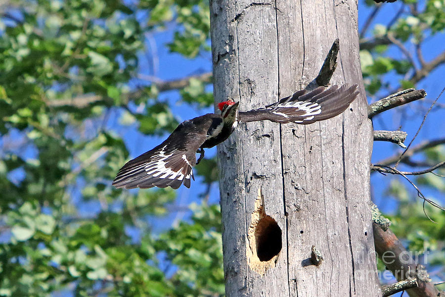 Woodpecker Photograph - Pileated #27 by James F Towne Woodpecker Photograph - Pileated #27 by James F Towne