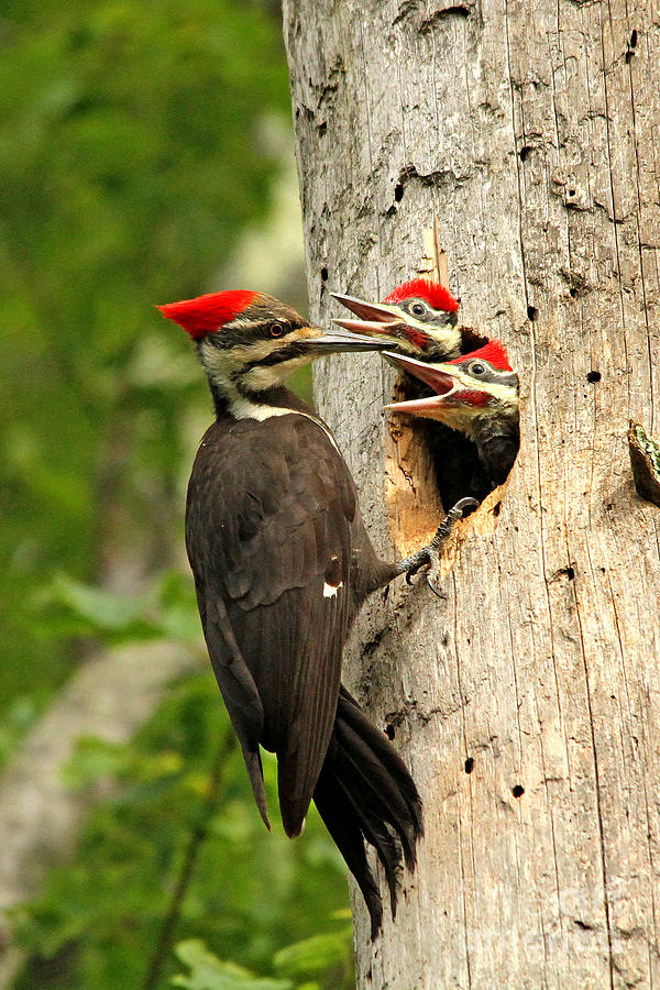 Woodpecker Photograph - Pileated #30 by James F Towne Woodpecker Photograph - Pileated #30 by James F Towne
