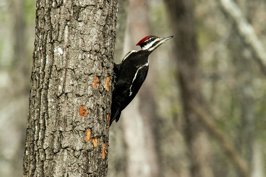 Woodpecker Photograph - Pileated about to Take Flight by Douglas Barnett