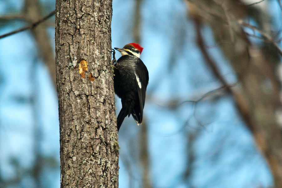 Nature Photograph - Pileated Billed Woodpecker Pecking 3 by Douglas Barnett