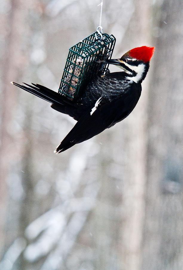 woody woodpecker pecking holes in poles