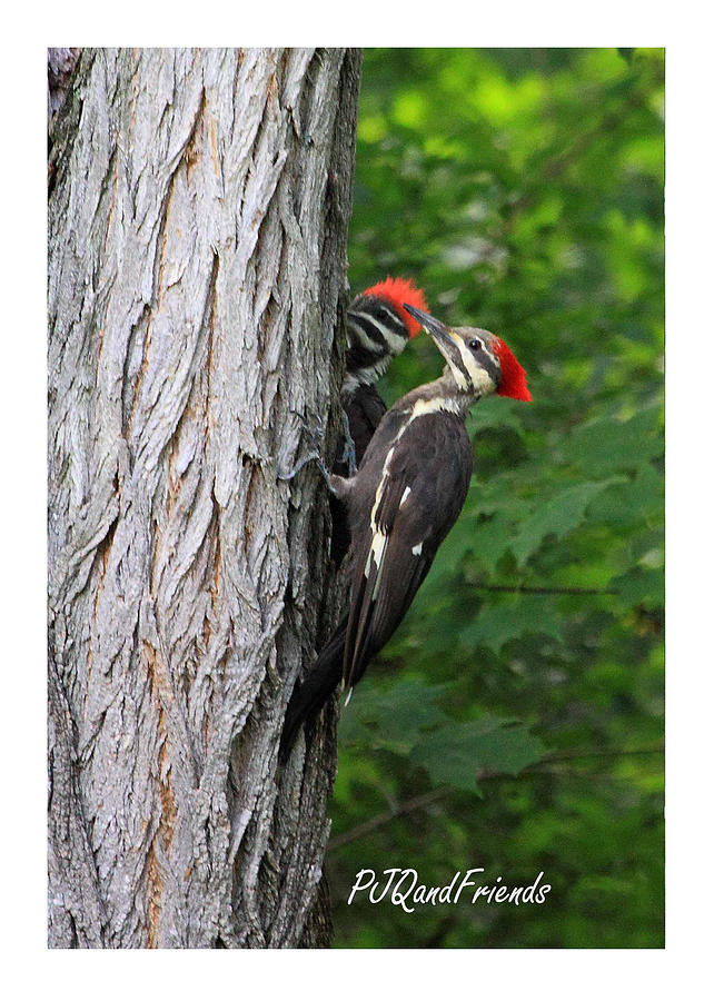 Pileated Family Photograph by PJQandFriends Photography