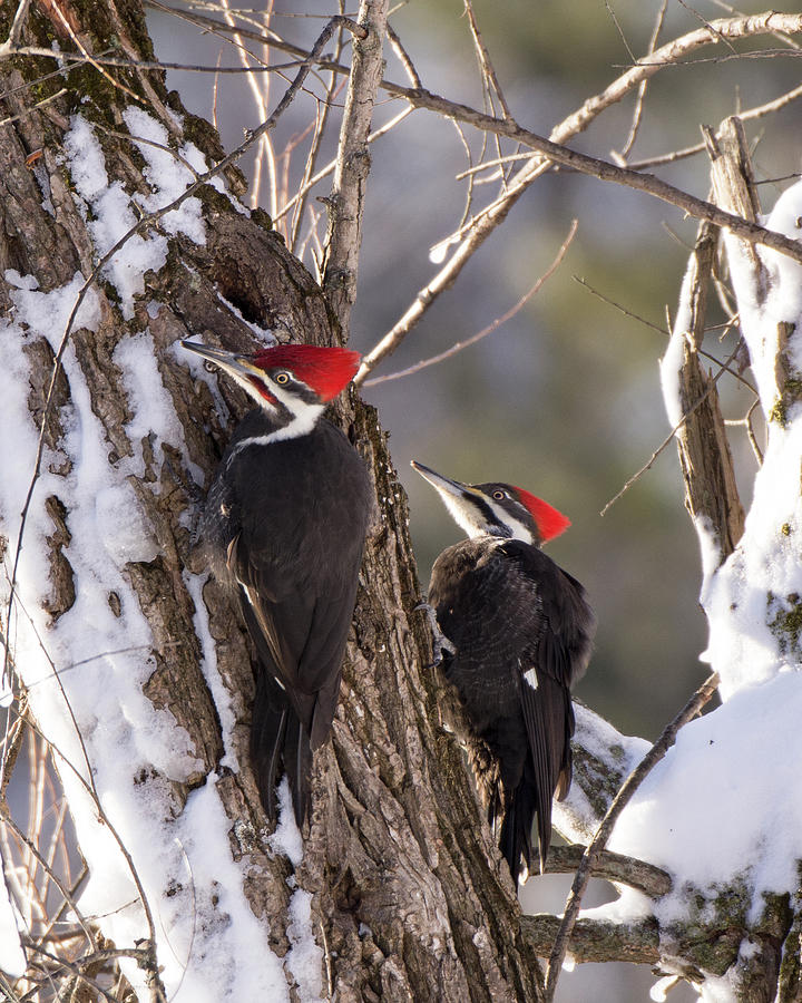 Pileated Pair Photograph by Deborah Ritch