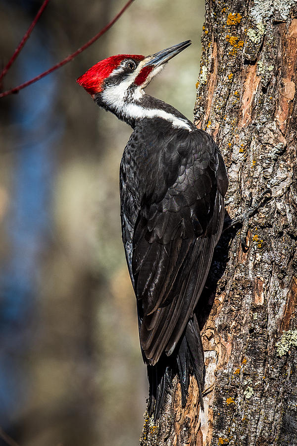 Nature Photograph - Pileated Pecker by Paul Freidlund