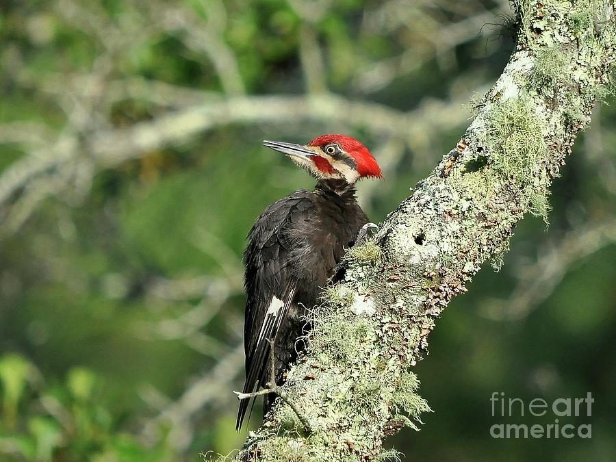 Pileated Woodpecker Photograph - Pileated Perch by Al Powell Photography USA
