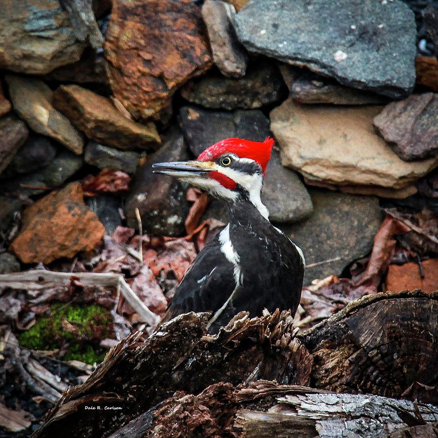 Pileated Pete Photograph by Dale R Carlson