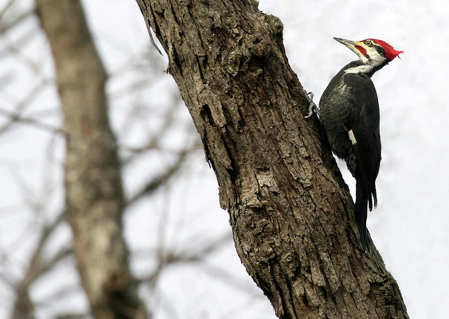 Pileated Pose Photograph by Art Cole