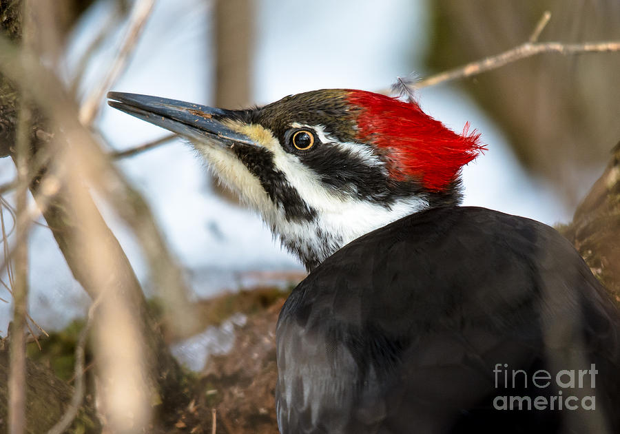 Pileated Profile Photograph by Cheryl Baxter
