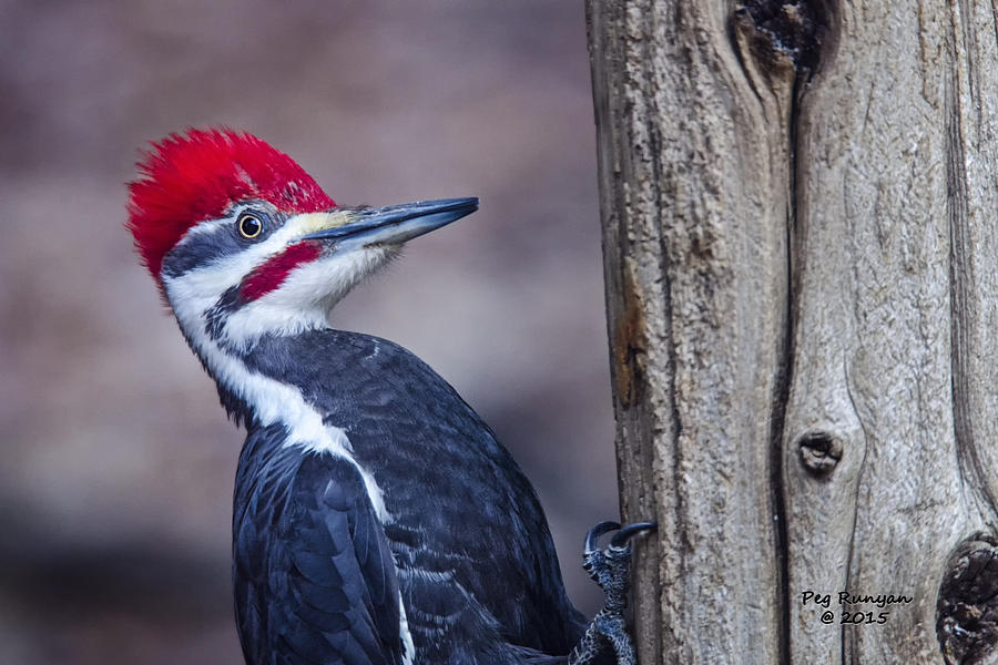 Pileated Profile Photograph by Peg Runyan