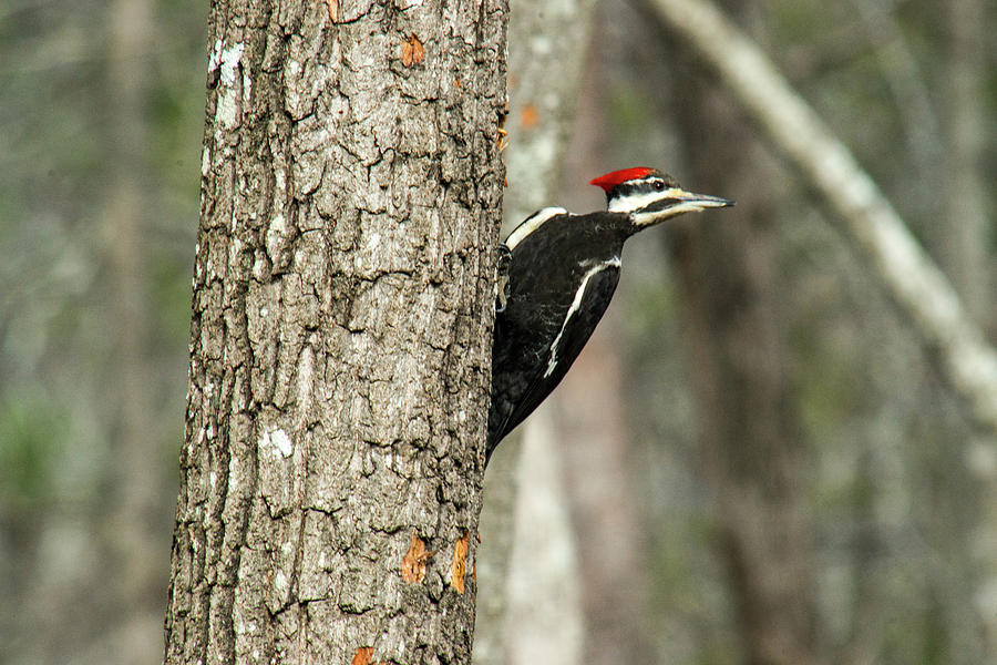 Woodpecker Photograph - Pileated Searching - Looking by Douglas Barnett