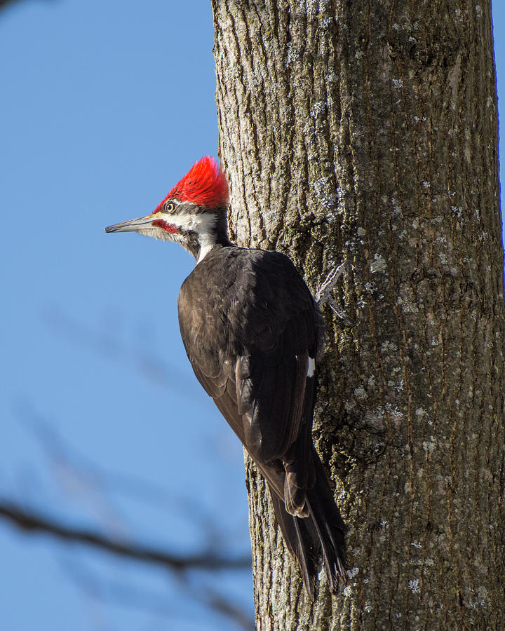 Pileated Woodpecker 1 Photograph by Deborah Ritch
