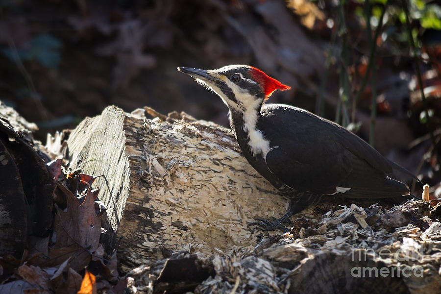 Pileated Woodpecker 1 Photograph by Jemmy Archer