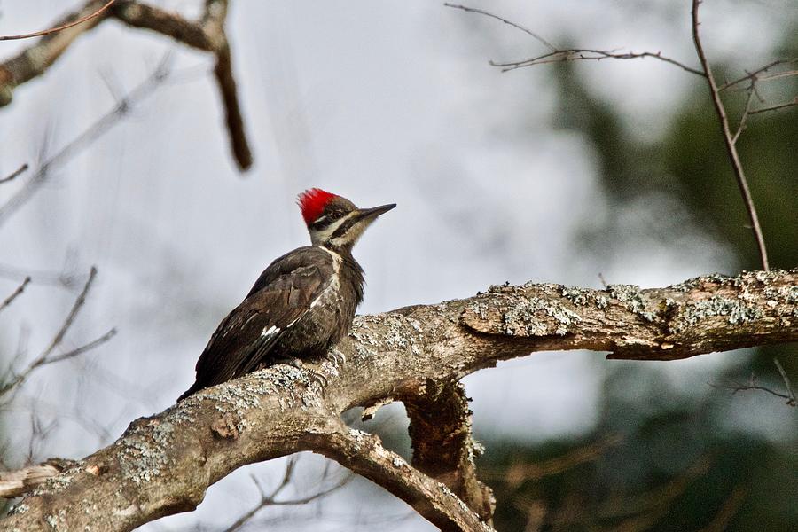 pileated Woodpecker 1068  Photograph by Michael Peychich