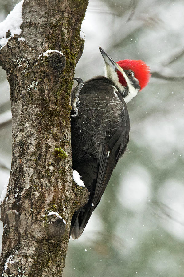 Pileated Woodpecker 12161 Photograph by Michael Peychich