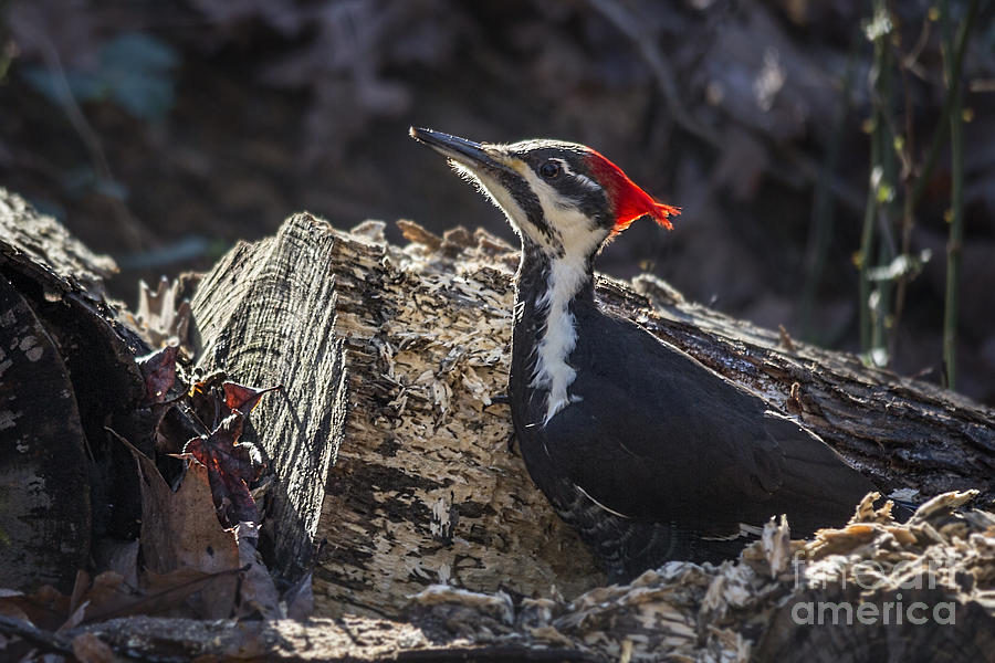 Pileated Woodpecker 2 Photograph by Jemmy Archer