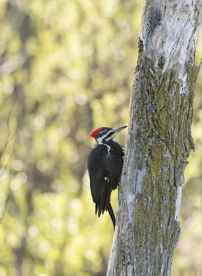 Pileated Woodpecker 2014-1 Photograph by Thomas Young