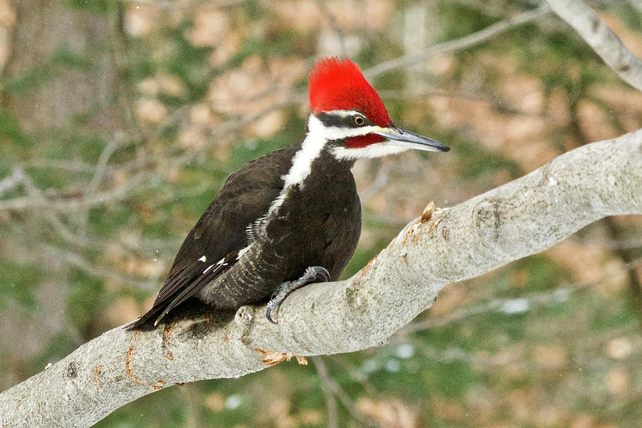 Pileated Woodpecker 6073 Photograph by Michael Peychich