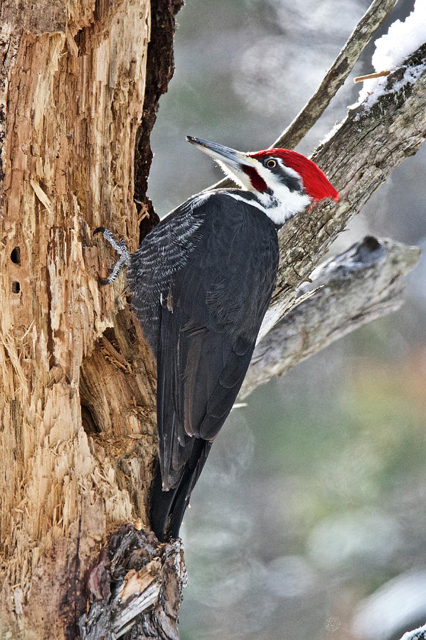 Pileated Woodpecker 6327 Photograph by Michael Peychich