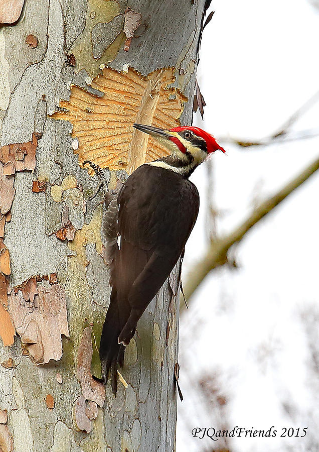 Pileated Woodpecker Artwork Photograph by PJQandFriends Photography