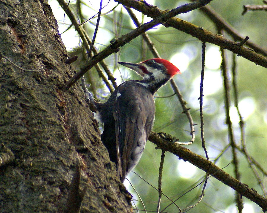 Pileated Woodpecker Photograph by Ben Upham III