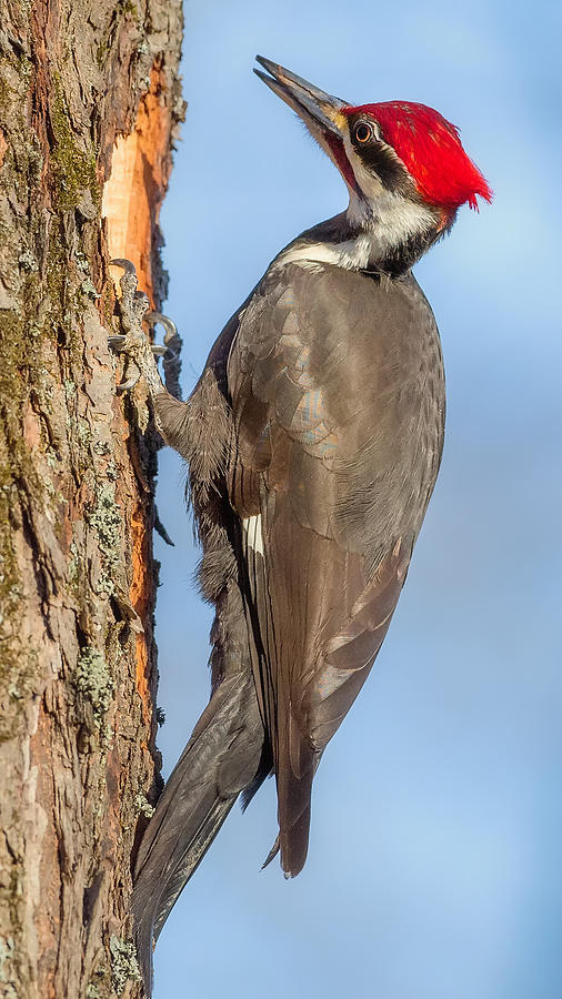 Bird Photograph - Pileated Woodpecker by Bill Wakeley