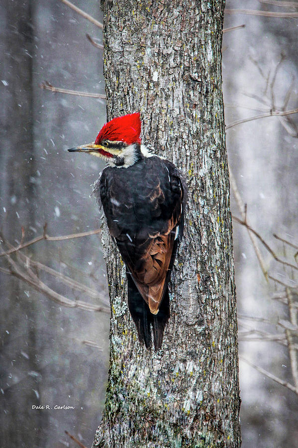 Pileated Woodpecker Photograph by Dale R Carlson
