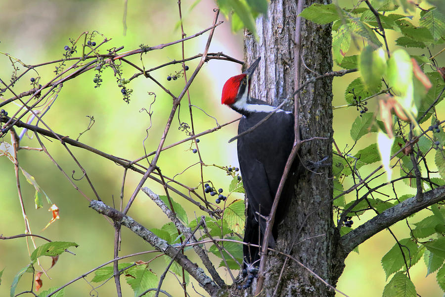 Pileated Woodpecker Photograph by Brook Burling