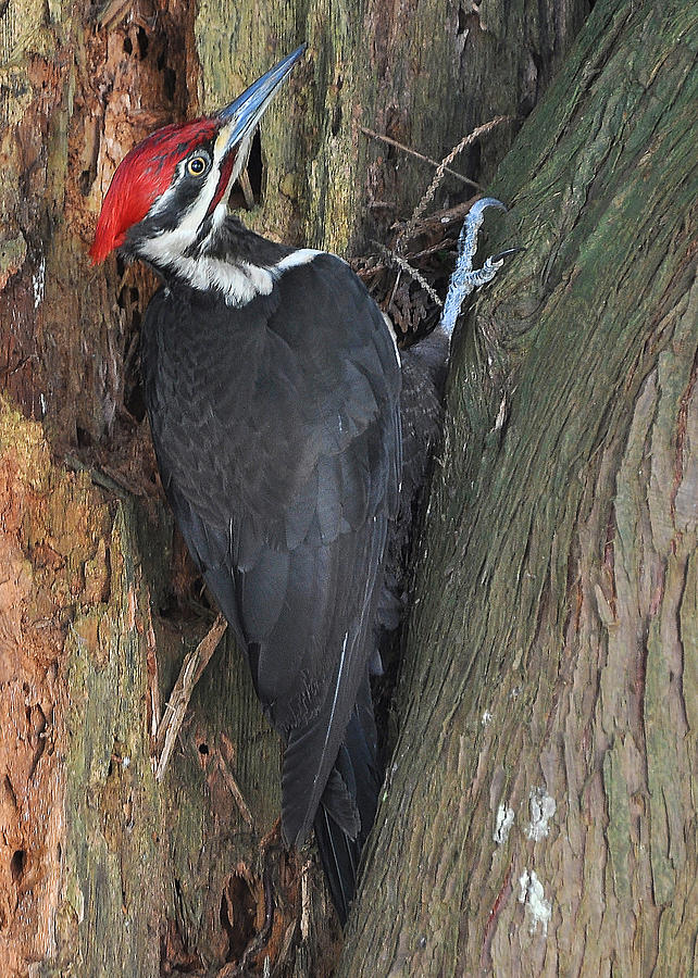Pileated Woodpecker Photograph by Carl Olsen