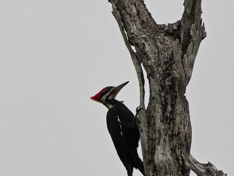 Pileated Woodpecker  Photograph by Christopher Mercer