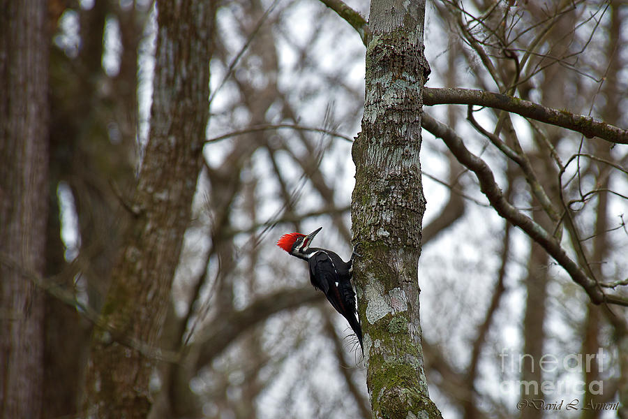 Pileated Woodpecker Photograph by David Arment