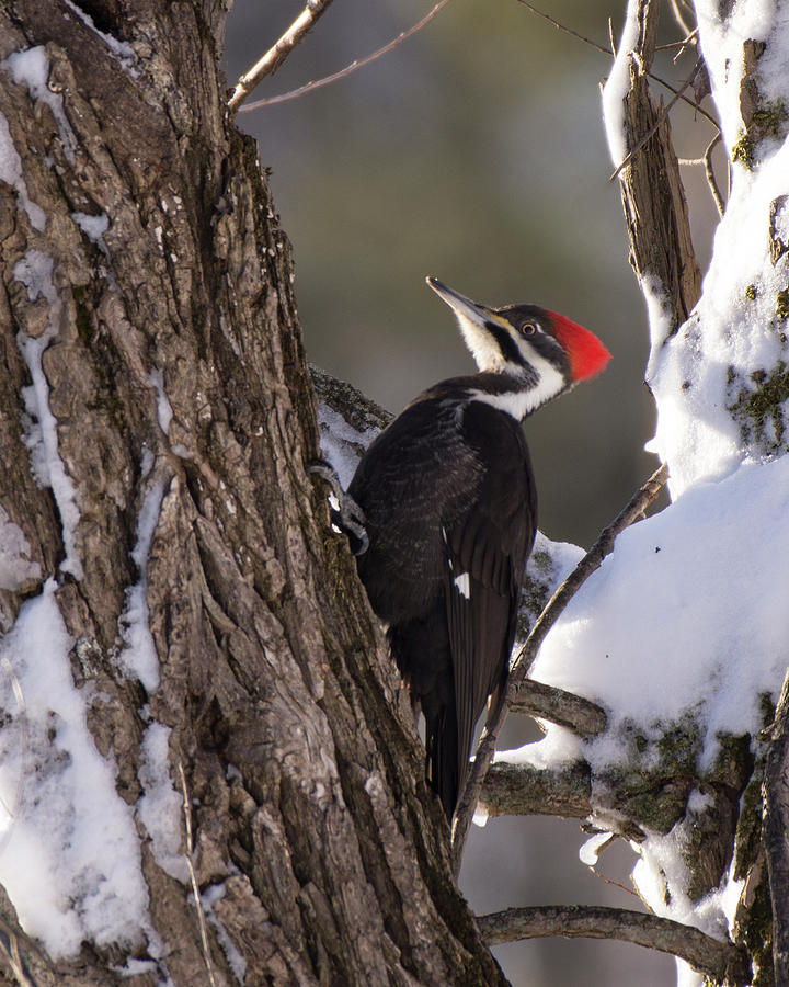 Pileated Woodpecker Photograph by Deborah Ritch