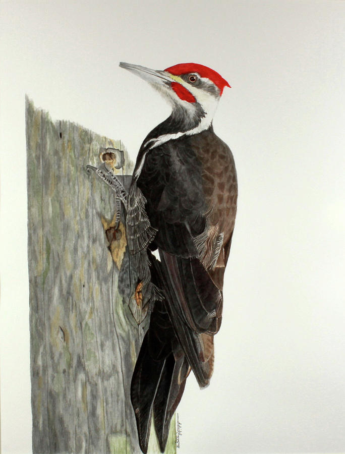 woody woodpecker oil painting