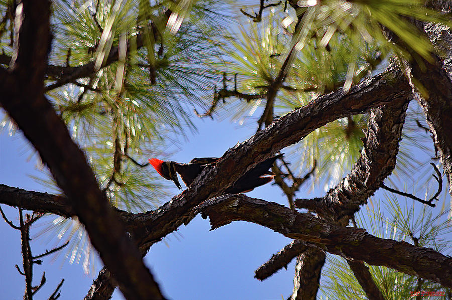 Pileated Woodpecker Eating Photograph by Ken Figurski