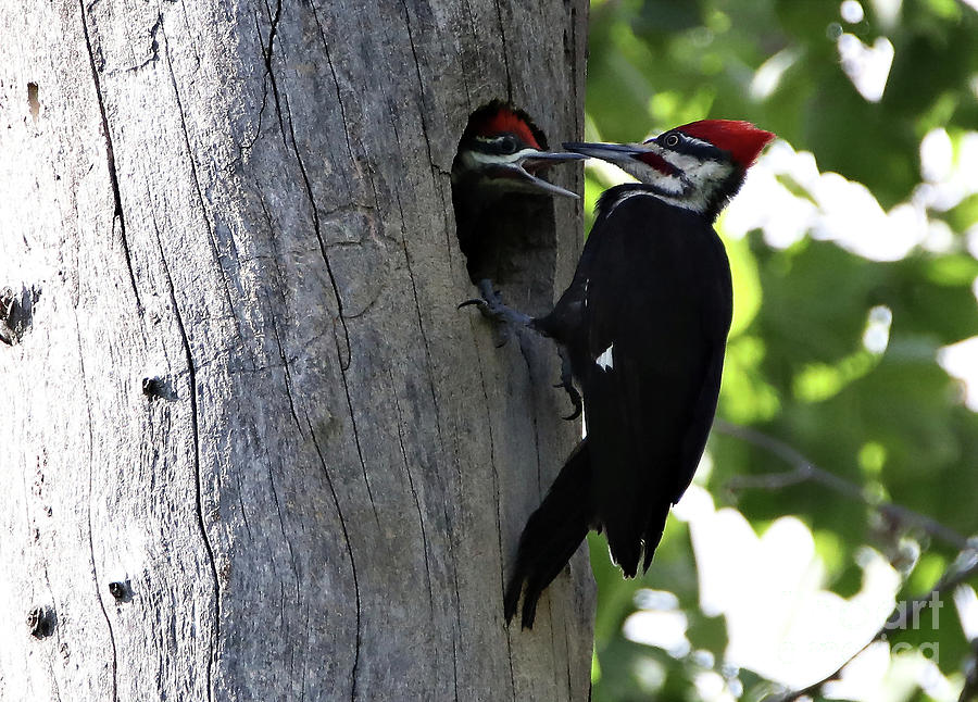 Pileated Woodpecker Photograph by Elizabeth Winter