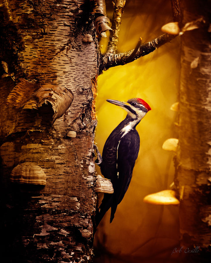 Pileated Woodpecker Forest Sunrise Photograph by Bob Orsillo