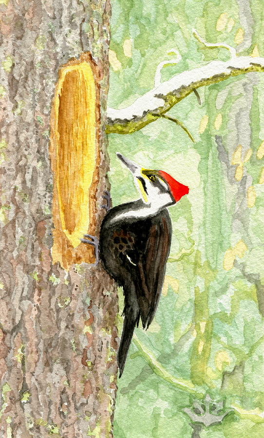 Pileated Woodpecker Painting by Harry Moulton