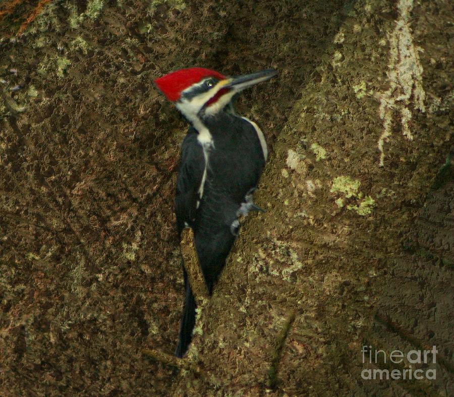 Pileated Woodpecker In NE Photograph by Barbara S Nickerson