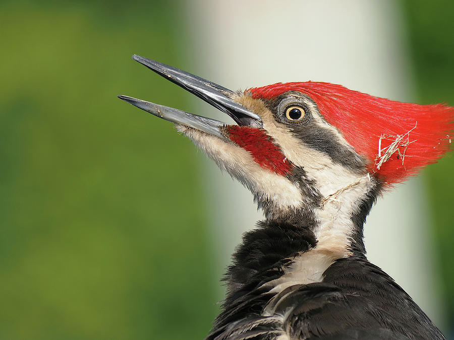 Pileated Woodpecker In Profile Open Beak Photograph