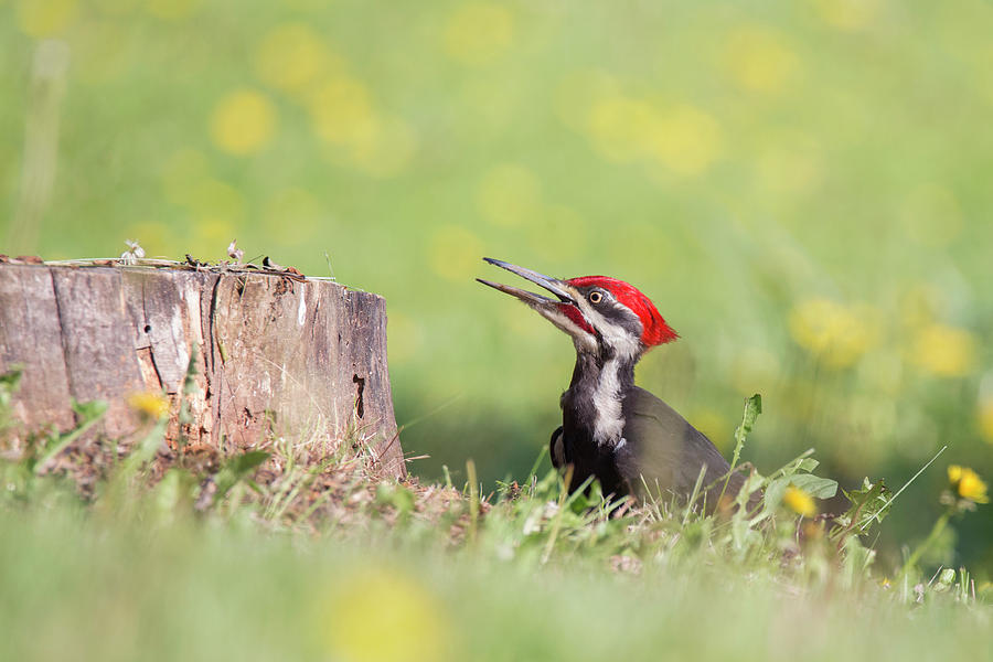 Pileated woodpecker in spring Photograph by Mircea Costina Photography