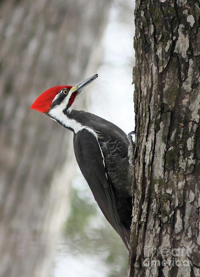 Pileated woodpecker in spring Photograph by Mircea Costina Photography