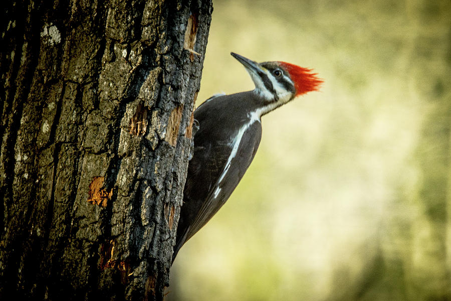 Pileated Woodpecker in the Spotlight Photograph by Douglas Barnett ...