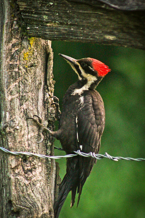 Woodpecker Photograph - Pileated Woodpecker by Jessica Brawley