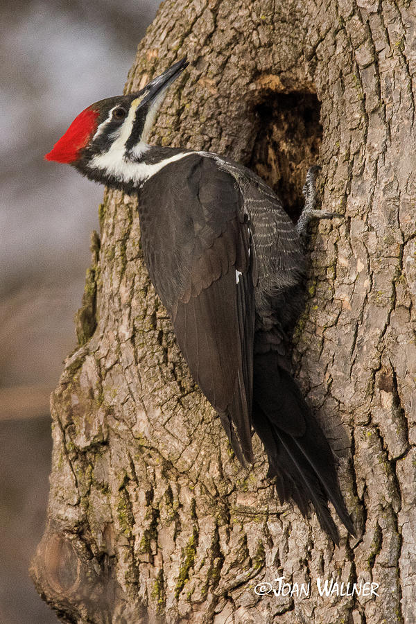Pileated Woodpecker  Photograph by Joan Wallner