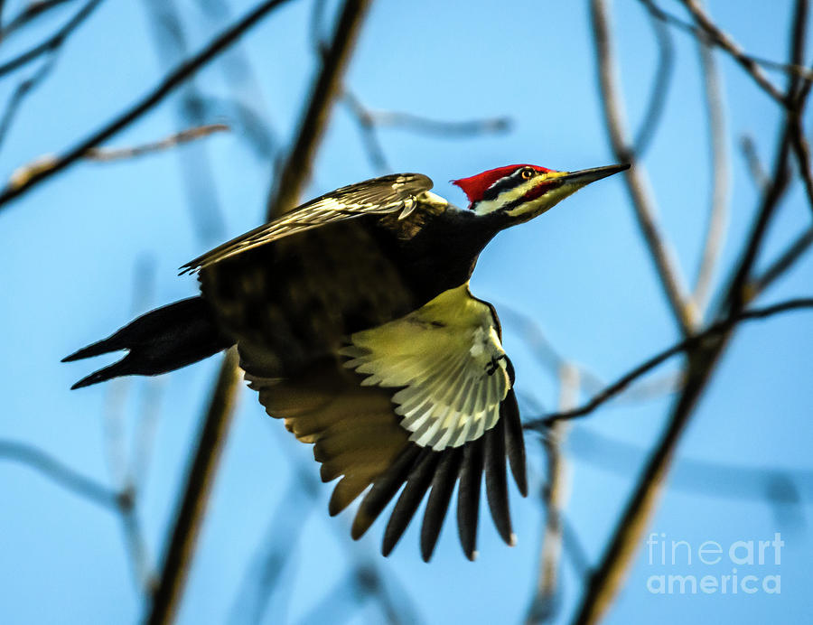 Pileated Woodpecker Photograph by Joann Long