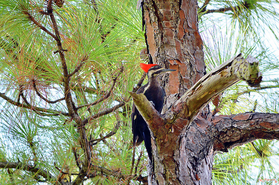 Pileated Woodpecker Photograph by Ken Figurski