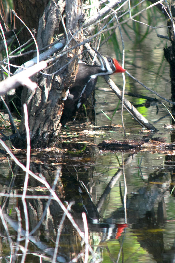 Pileated Woodpecker Photograph by Linda Steele